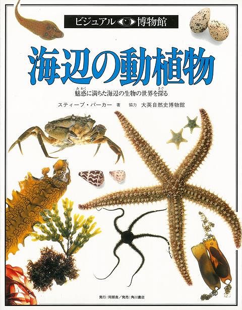 【バーゲン本】V博物館10　海辺の動植物