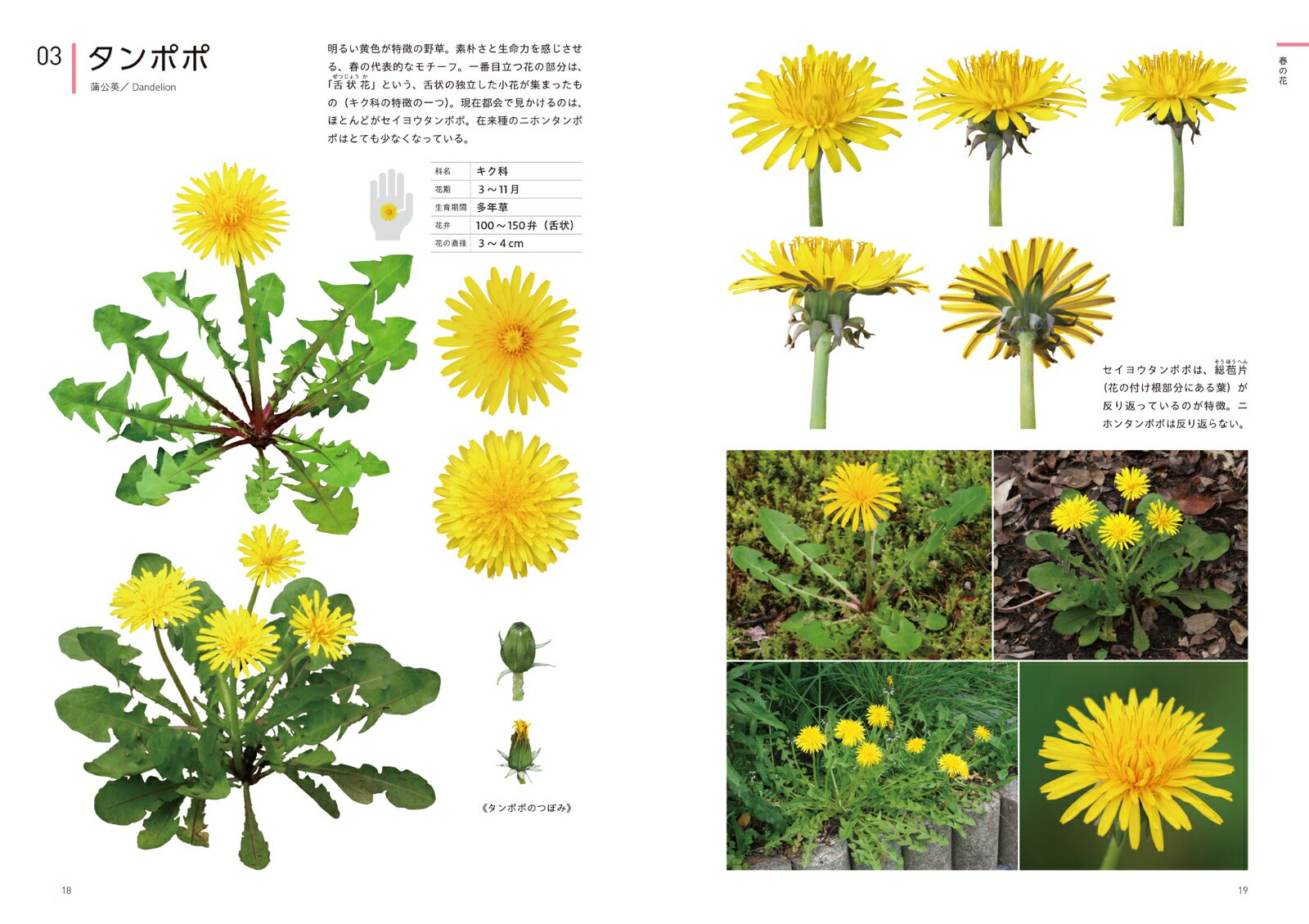 クリエイターのための花図鑑 デザイン・イラスト・クラフトなどに役立つ [ 江見敏宏 ] 3