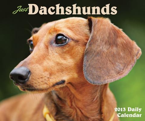 Just Dachshunds Daily Calendar CAL 2013-JUST DACHSHUNDS （Just (Willow Creek)） [ Willow Creek Press ]