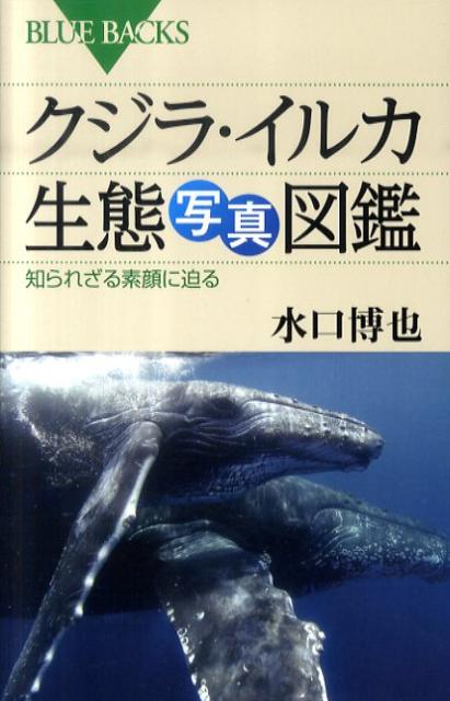 クジラ・イルカ生態写真図鑑