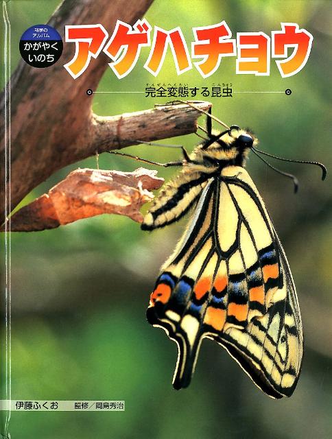 アゲハチョウ 完全変態する昆虫 （科学のアルバムかがやくいのち） [ 伊藤ふくお ]