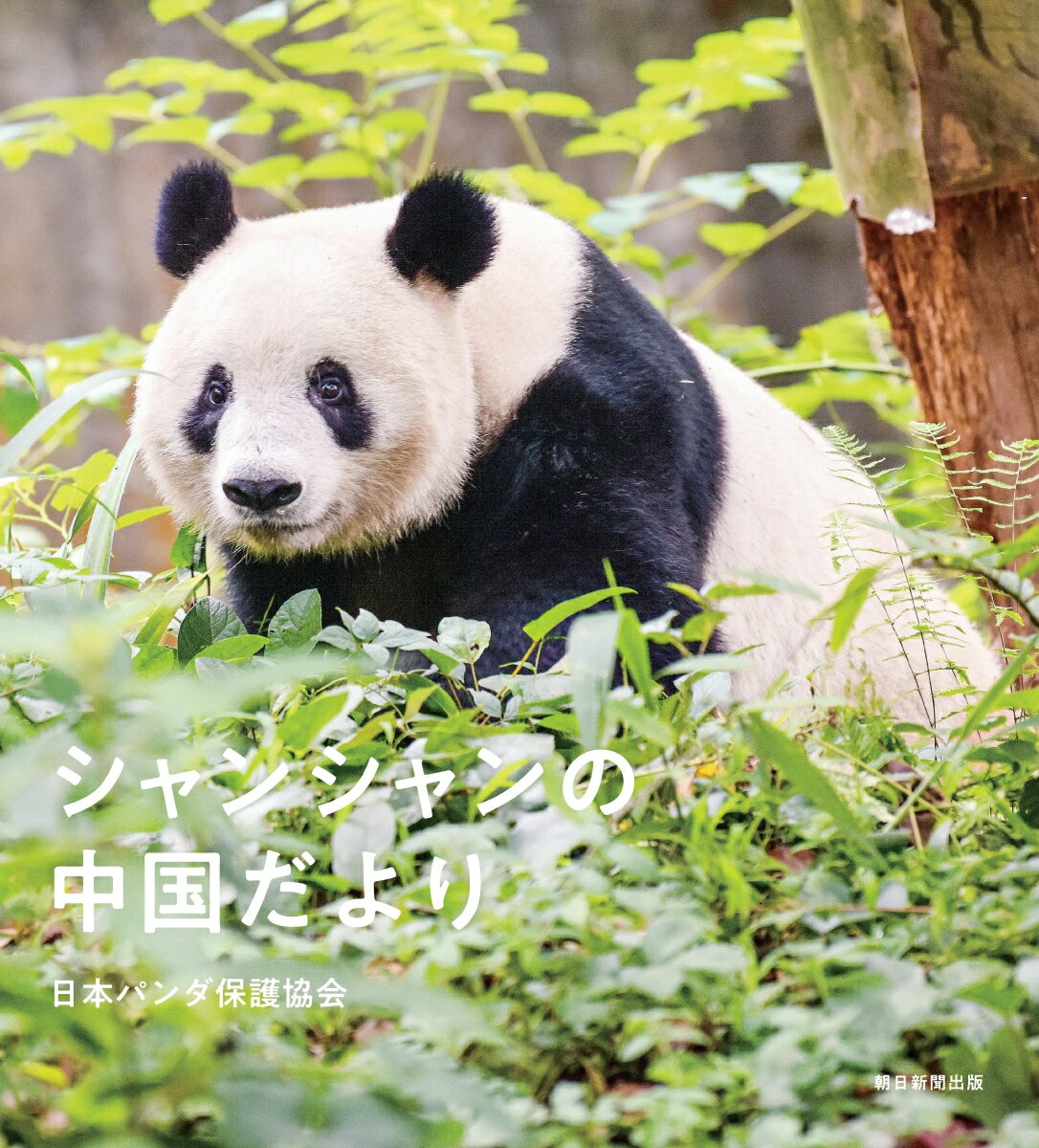 中国ジャイアントパンダ保護研究センターで撮影されたフォトブック。一般公開前の貴重な写真もたっぷり。