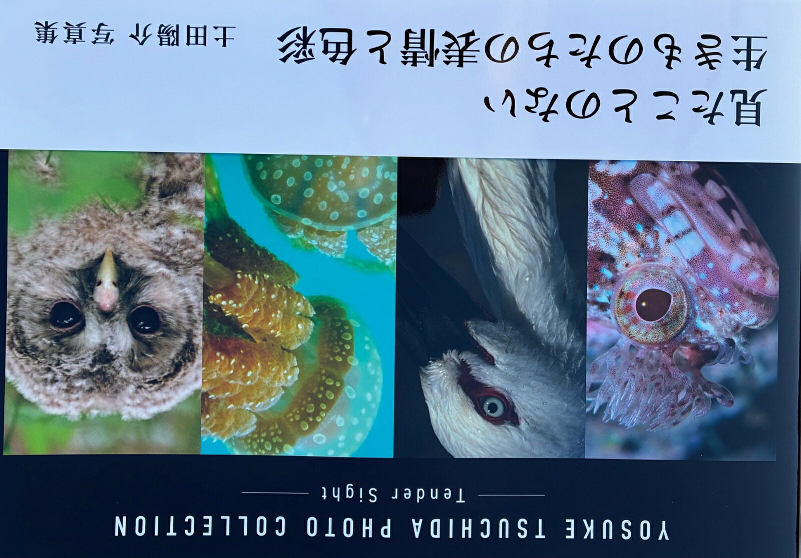 土田陽介 写真集 〜Tender Sight〜