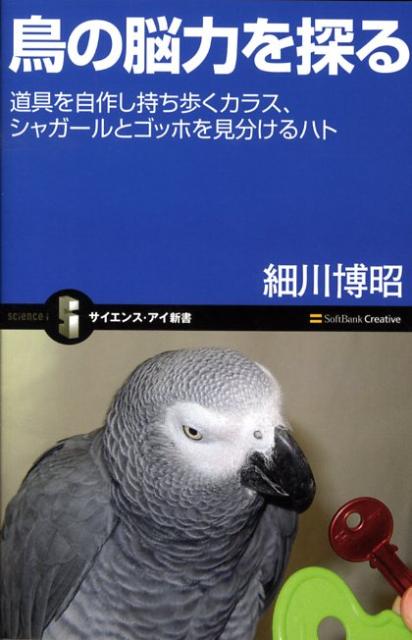鳥の脳力を探る