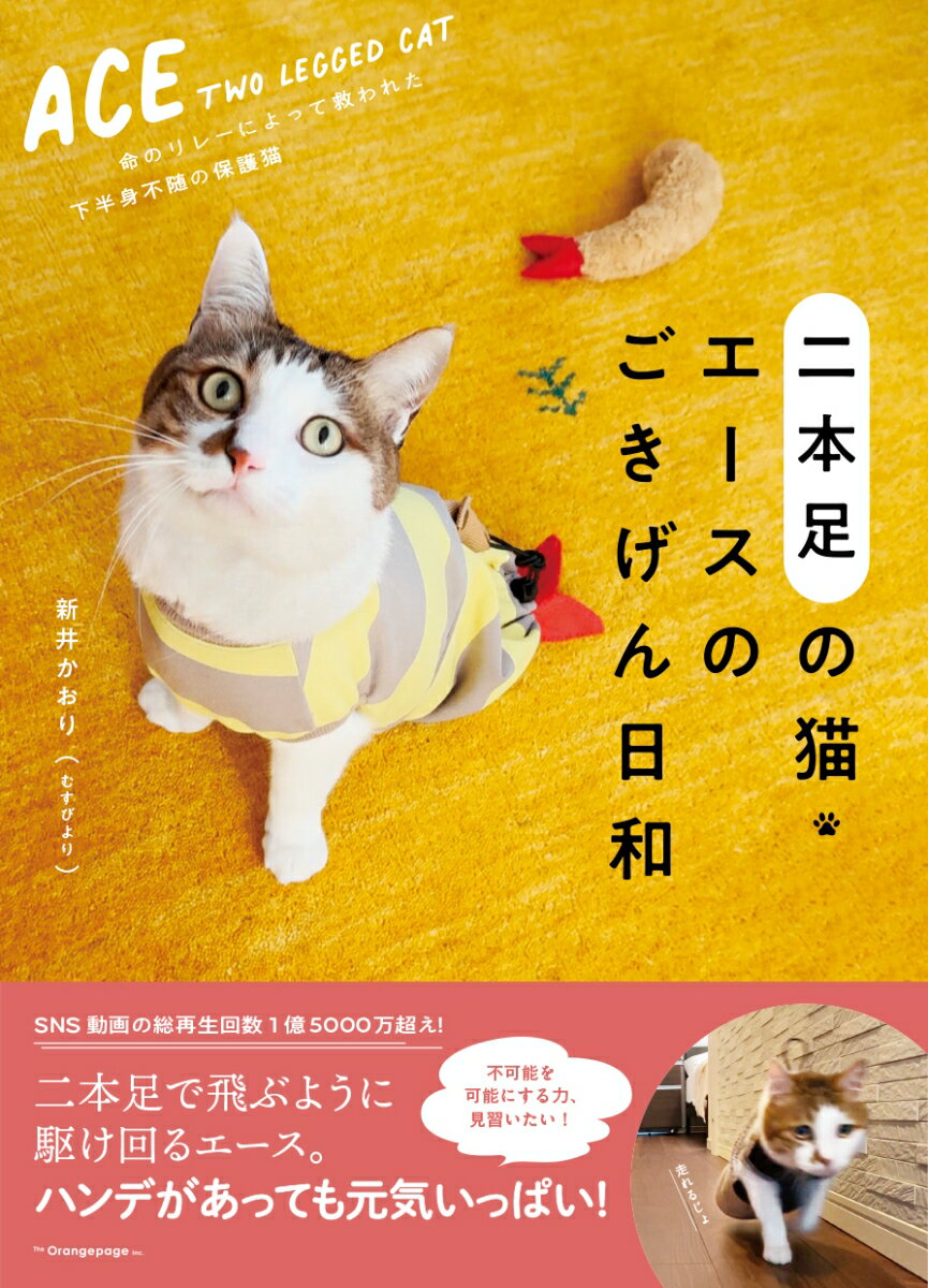 二本足の猫・エースのごきげん日和