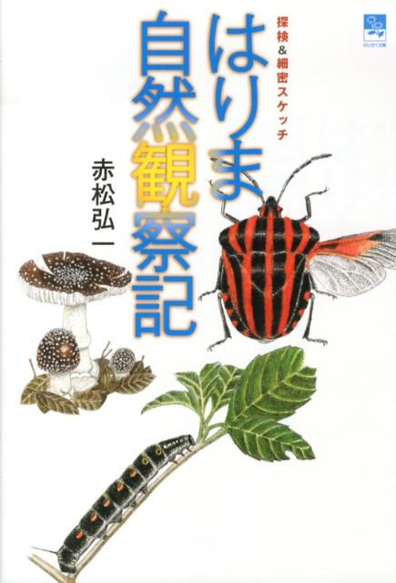 はりま自然観察記 探検＆細密スケッチ （のじぎく文庫） [ 赤松弘一 ]