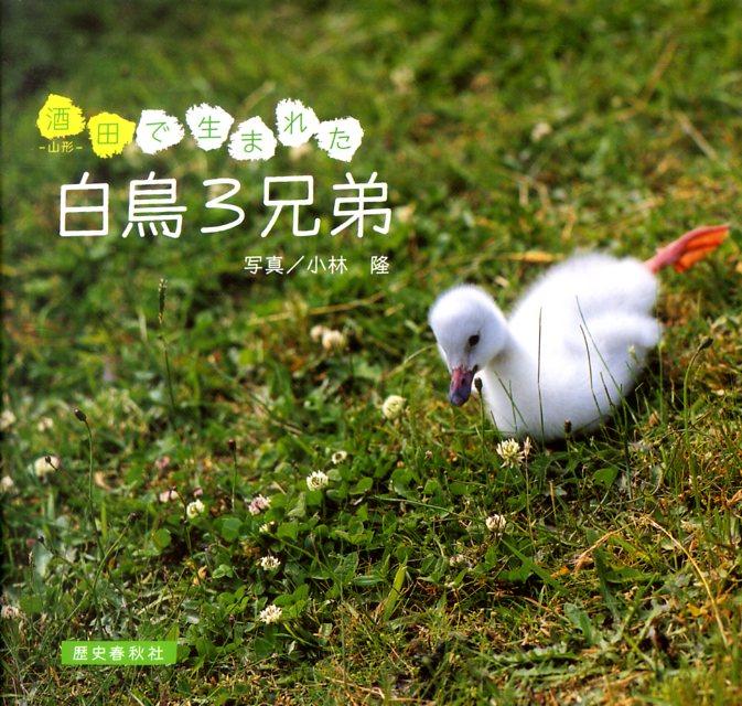 酒田で生まれた白鳥3兄弟