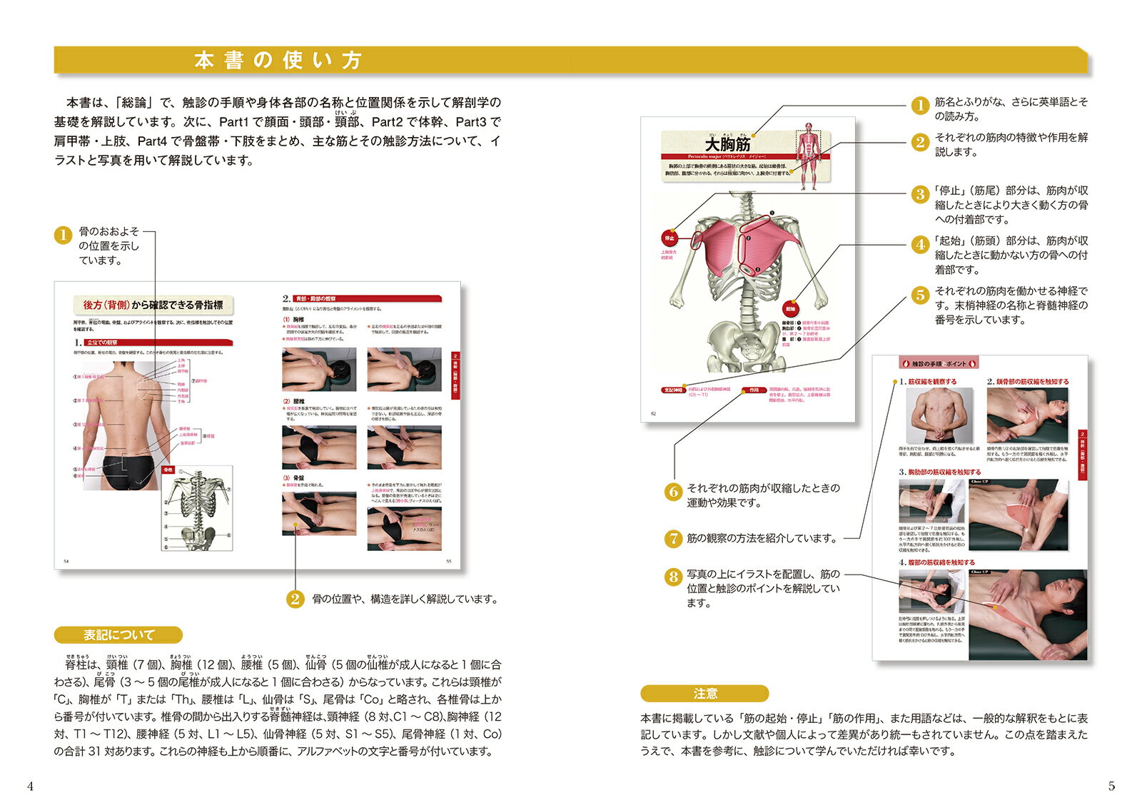 運動・からだ図解 筋と骨格の触診術の基本 新版...の紹介画像2