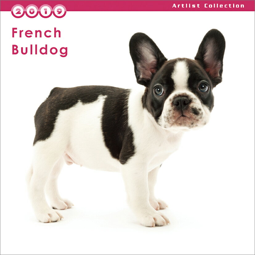 (ミニ)フレンチ・ブルドッグ（2019年1月始まりカレンダー）