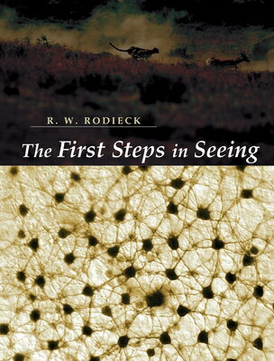 The First Steps in Seeing