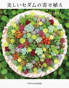 美しいセダムの寄せ植え 美しいセダムの寄せ植え