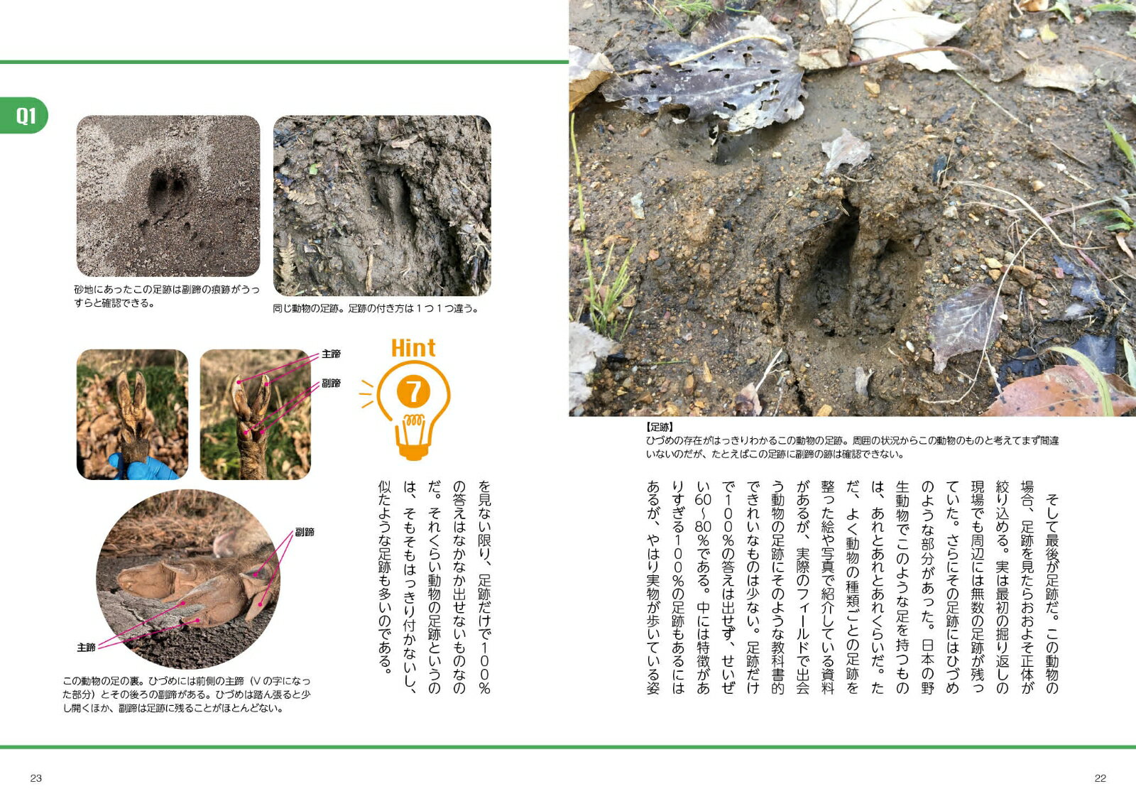 野生動物の痕跡図鑑　ツキノワグマからアライグマまで見分けて役立つフィールドサイン入門 [ 奥山英治 ] 3
