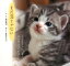 【バーゲン本】まだ恋じゃないー猫と俳句の写真集 648円