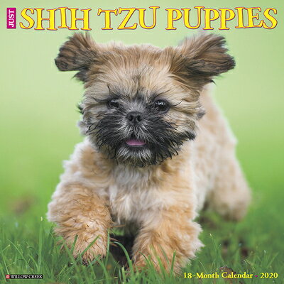 Just Shih Tzu Puppies 2020 Wall Calendar (Dog Breed Calendar) JUST SHIH TZU PUPPIES 2020 WAL [ Willow Creek Press ]