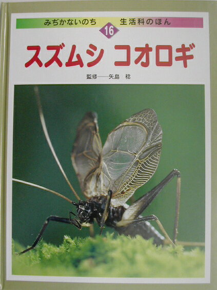 スズムシ　コオロギ
