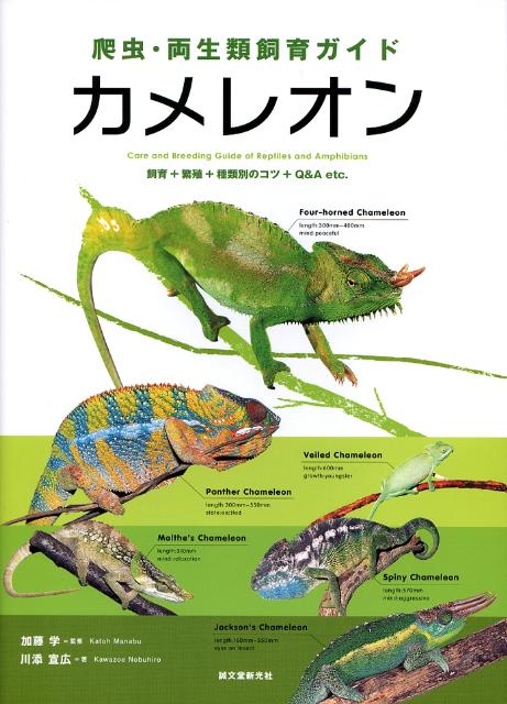 カメレオン