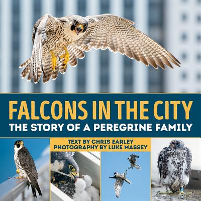 Falcons in the City: The Story of a Peregine Family FALCONS IN THE CITY 