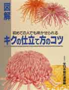 図解キクの仕立て方のコツ
