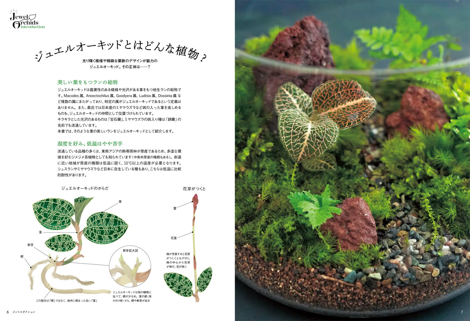 ジュエルオーキッド 部屋で楽しむ森の宝石 [ 石河 英作 ] 2