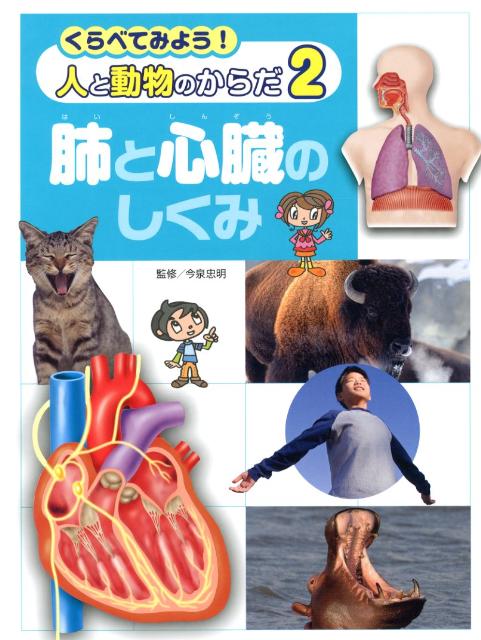 くらべてみよう！人と動物のからだ（2） 肺と心臓のしくみ [ 今泉忠明 ]