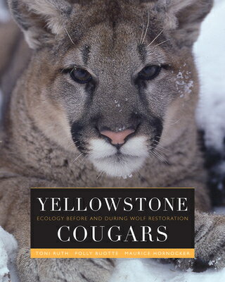 Yellowstone Cougars: Ecology Before and During Wolf Restoration YELLOWSTONE COUGARS [ Toni K. Ruth ]