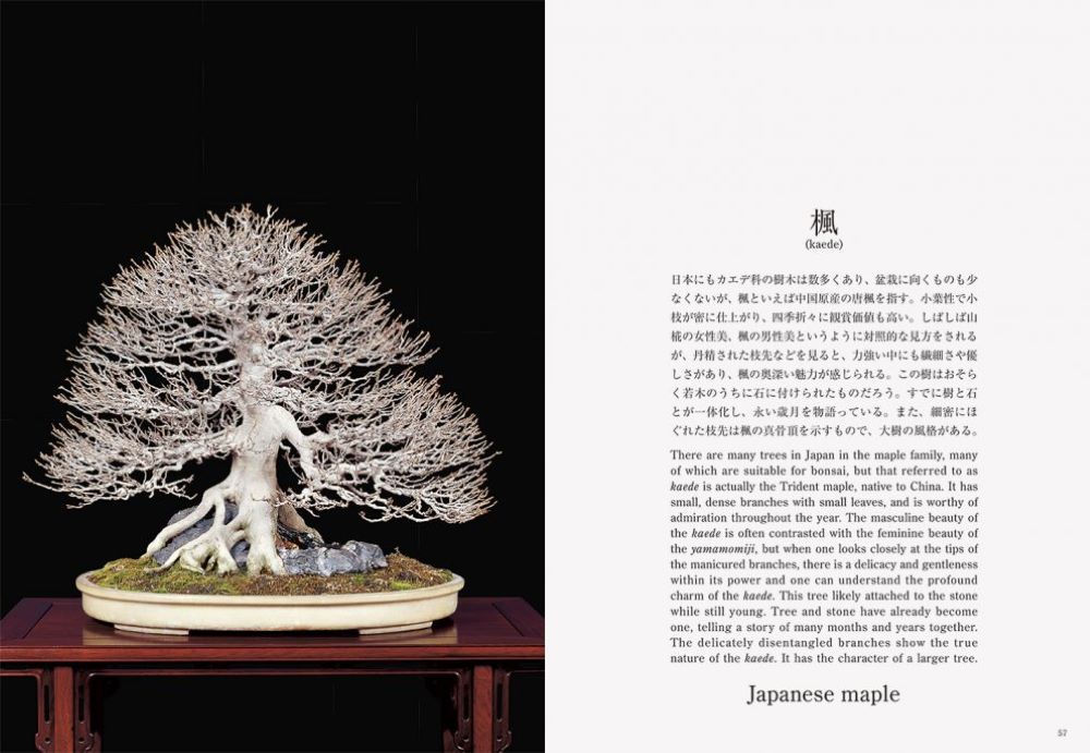 Bonsai 盆栽 新装版 [ 小林　國雄 ] 3