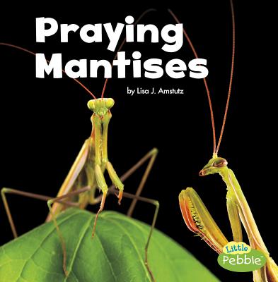 Praying Mantises PRAYING MANTISES （Little Critters） [ Lisa J. Amstutz ]