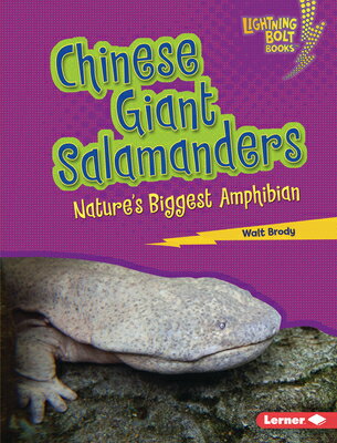 Chinese Giant Salamanders: Nature's Biggest Amphibian SALAMANDERS （Lightning Bolt Books (R) -- Most Massive Animals） [ Walt Brody ]