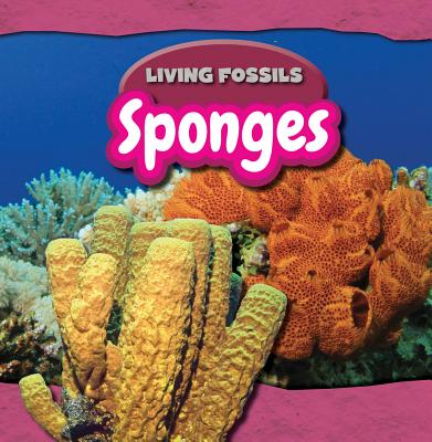 Sponges SPONGES （Living Fossils） 