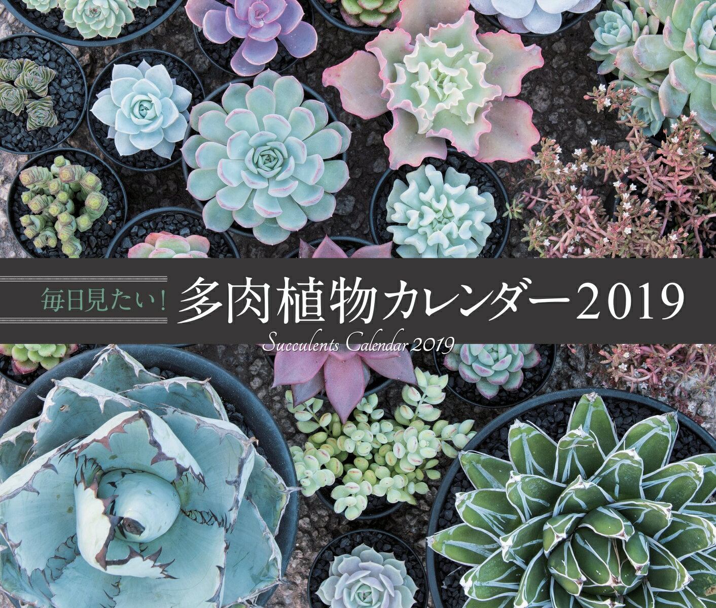 毎日見たい！多肉植物カレンダー2019