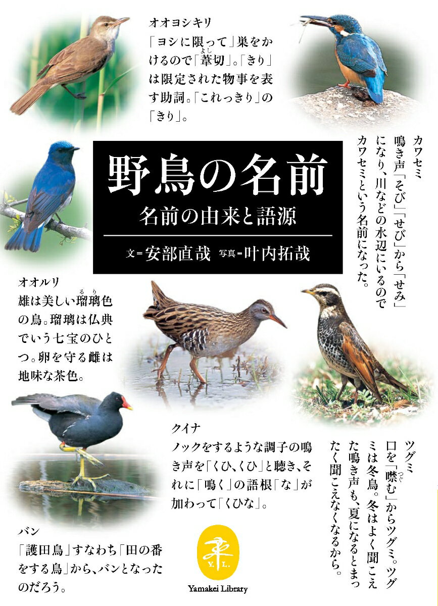 名著復刊。日本で見られる約２５０種の野鳥について、その名前の由来と語源を解説。『古事記』、『萬葉集』などの古典や、各種の辞典を引用しながら私見も交えて展開される言説は、長年、野鳥の観察・研究を続けてきた著者ならではの説得力に満ちています。和名はもちろんのこと、英名の意味や学名の成り立ちについても学ぶことができます。