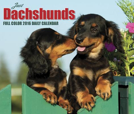 Just Dachshunds Calendar CAL 2016-JUST DACHSHUNDS  ...