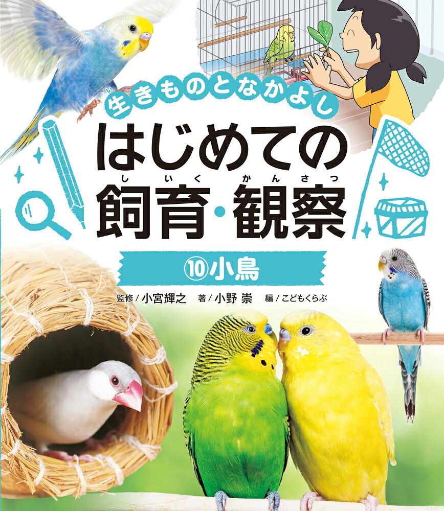 小鳥