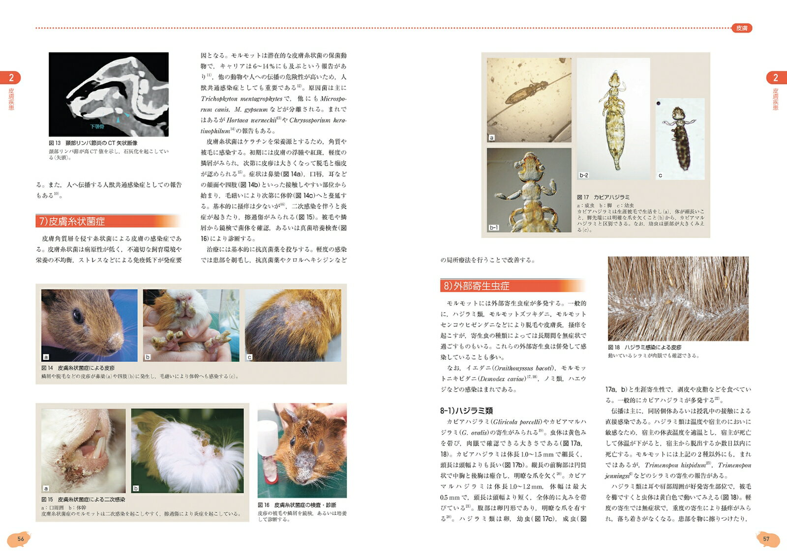 ����åȡ�������顦�ǥ����ΰ�� [ ��� ���� ]