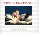 アホウドリ愛のシンフォニー