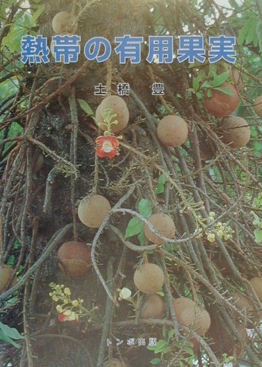 熱帯の有用果実