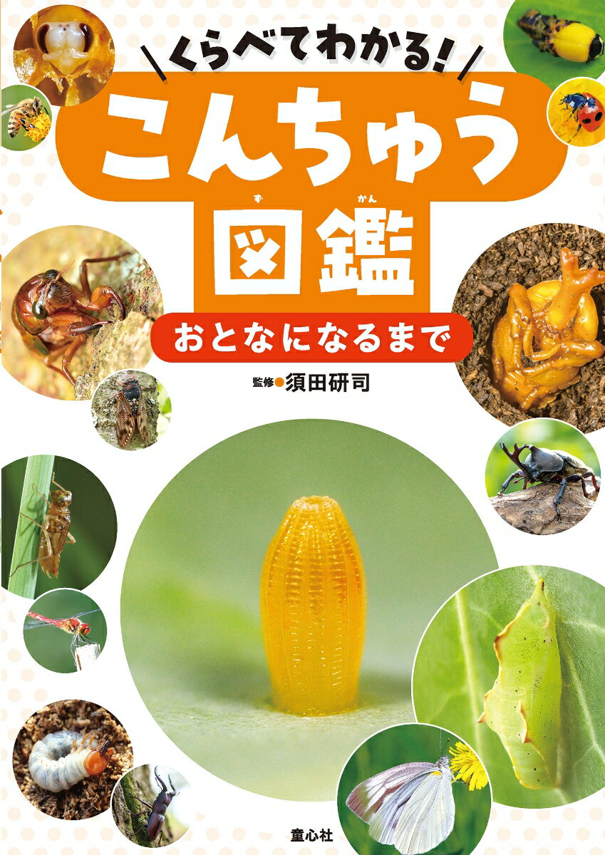 くらべてわかる！こんちゅう図鑑　おとなになるまで（第3巻）