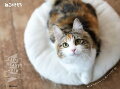 ねこのきもちカレンダー2019