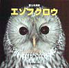 エゾフクロウ