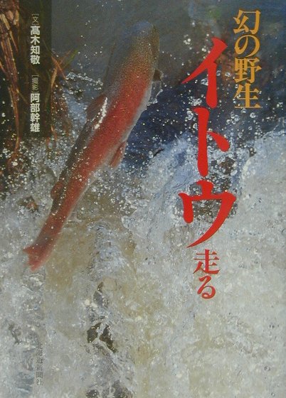 幻の野生イトウ走る