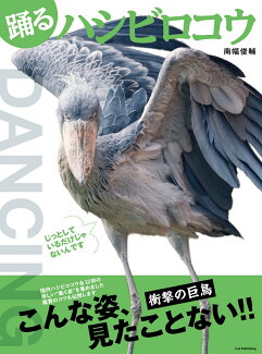 踊るハシビロコウの表紙