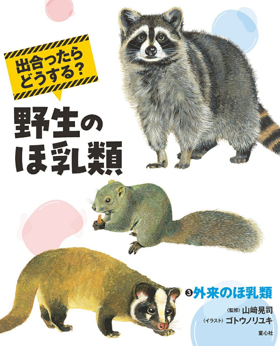 出合ったらどうする？　野生のほ乳類3外来のほ乳類