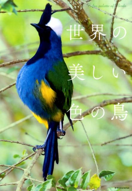 世界の美しい色の鳥