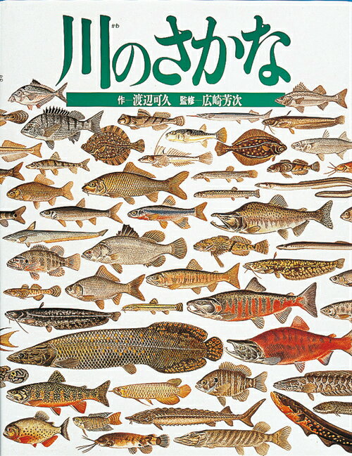 川のさかな （絵本図鑑シリーズ） [ 渡辺可久 ]のサムネイル