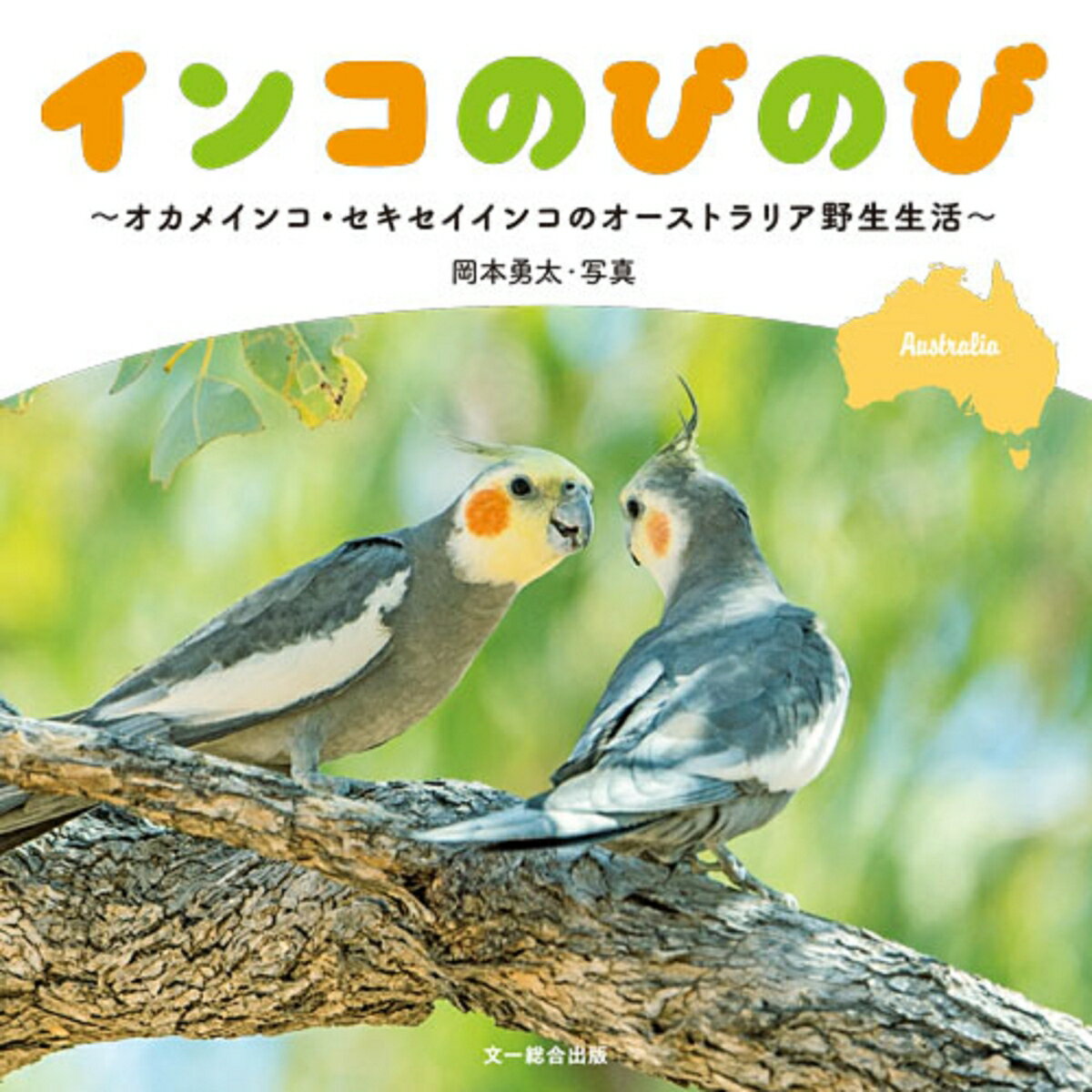 インコのびのび オカメインコ・セ