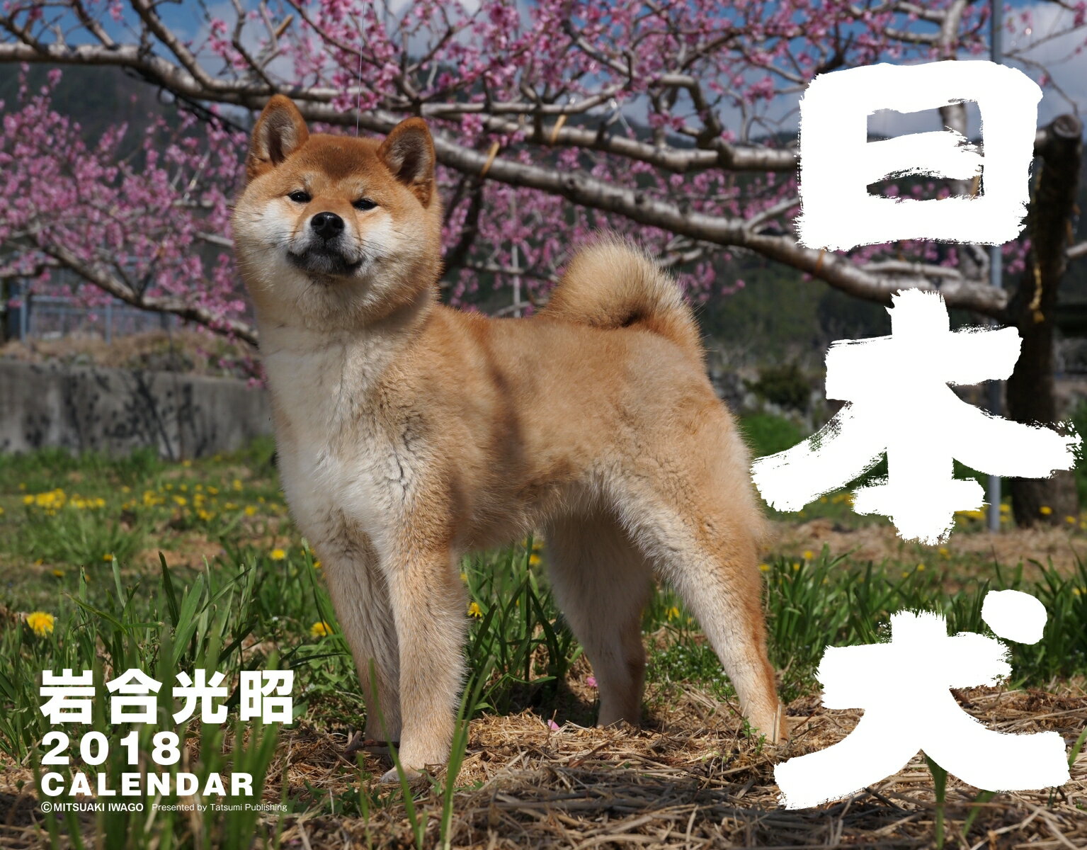 岩合光昭　2018カレンダー　日本犬