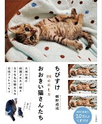 ちびすけmeetsおおきい猫さんたち