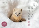 半田 菜摘 緑書房キタノモリニイキルアイラシイドウブツタチノスガオカレンダー ニセンニジュウヨン ハンダ ナツミ 発行年月：2023年09月25日 予約締切日：2023年08月03日 ページ数：28p サイズ：単行本 ISBN：9784895319324 本 カレンダー・手帳・家計簿 カレンダー その他