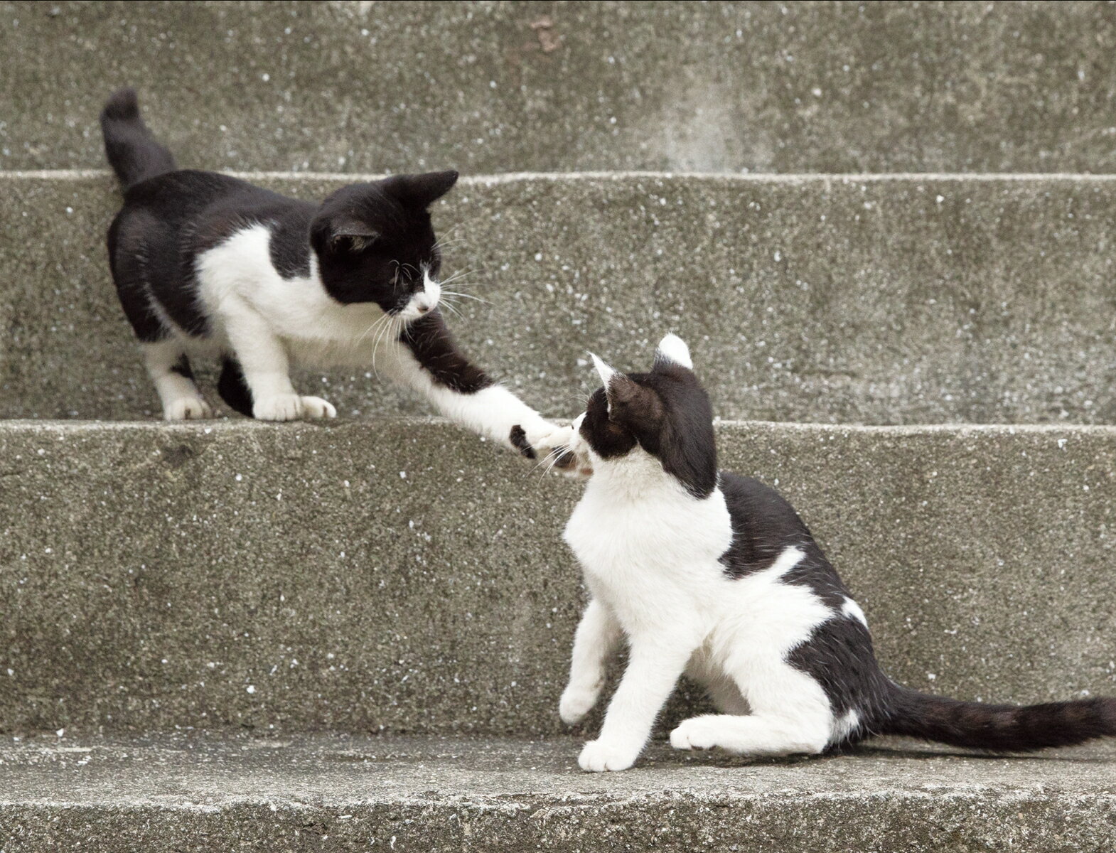 2024 幸せを招くハチワレ猫カレンダー [ ...の紹介画像3