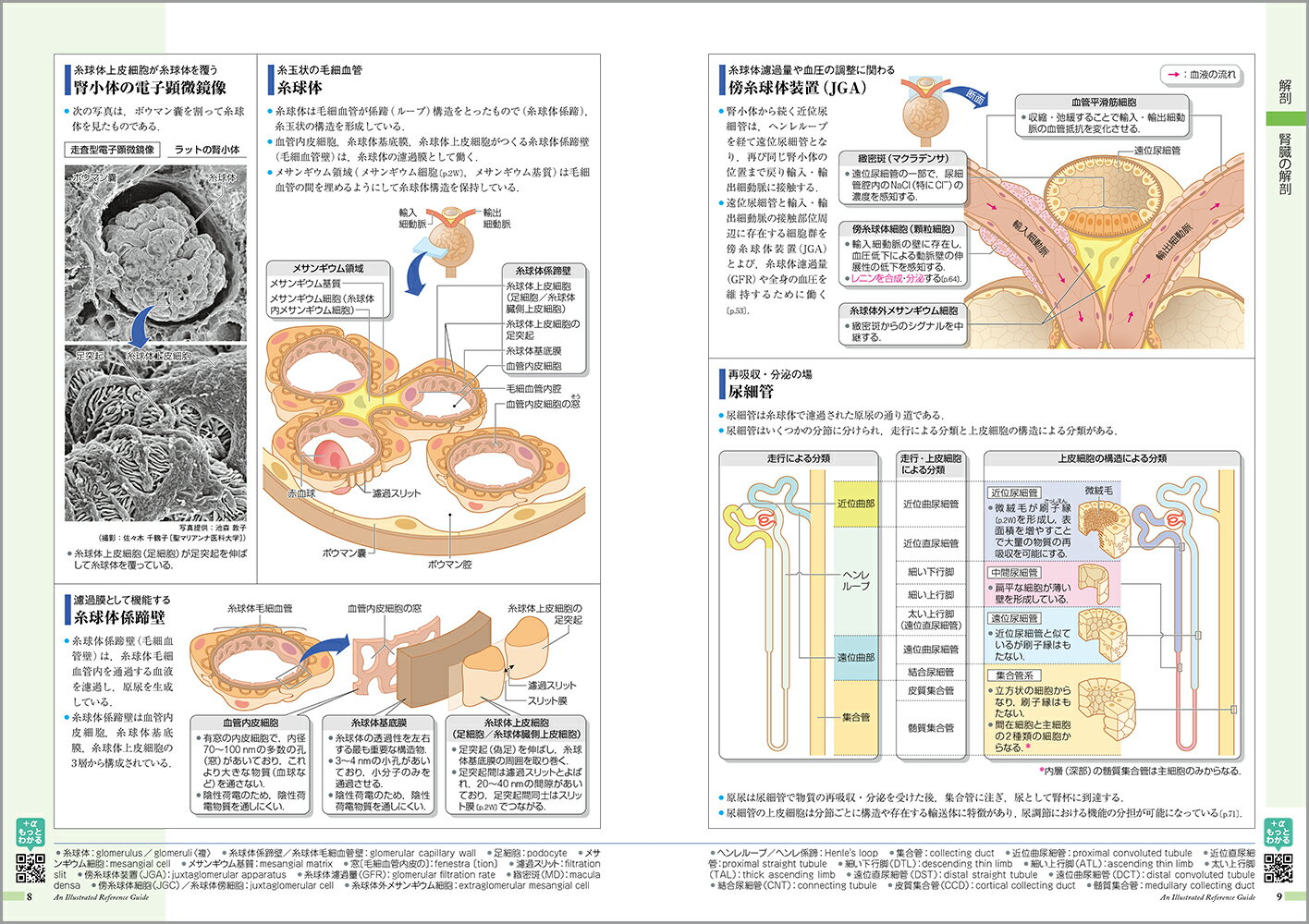 病気がみえる（vol.8） 腎・泌尿器 [ 医療情報科学研究所 ] 2